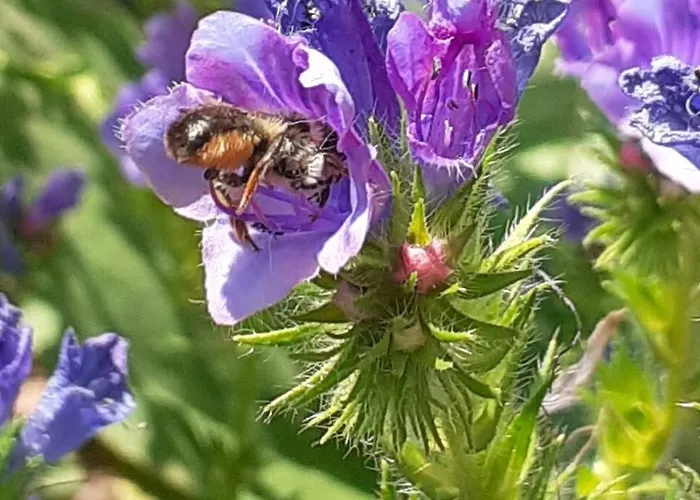 La Maison Parfumee Ferienhaus